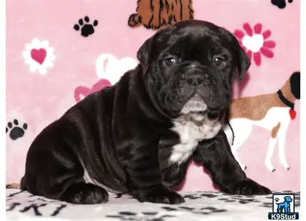 a black english bulldog dog lying on a bed