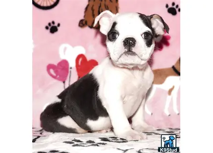 a english bulldog dog sitting on a bed