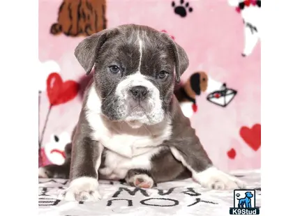 a english bulldog dog sitting on a bed