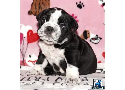 a black and white english bulldog puppy