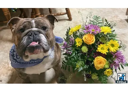 a english bulldog dog sitting next to a bouquet of flowers