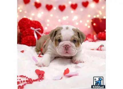 a english bulldog dog lying on a blanket