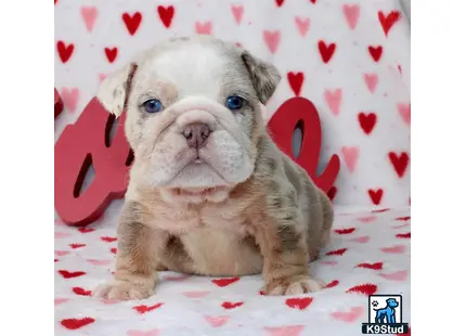 a english bulldog dog sitting on a white surface