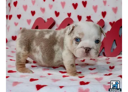 a english bulldog puppy lying on a blanket