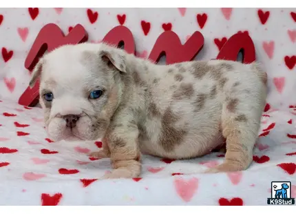 a english bulldog puppy lying on a blanket