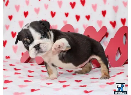 a english bulldog dog lying on a bed