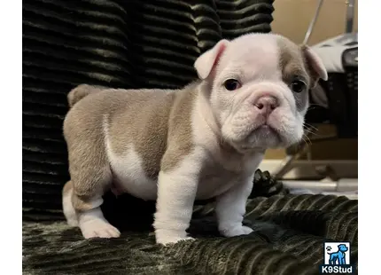 a white english bulldog puppy sitting on a black surface