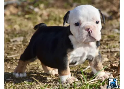 a english bulldog puppy and a english bulldog puppy