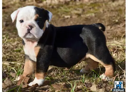 a english bulldog puppy standing on dirt