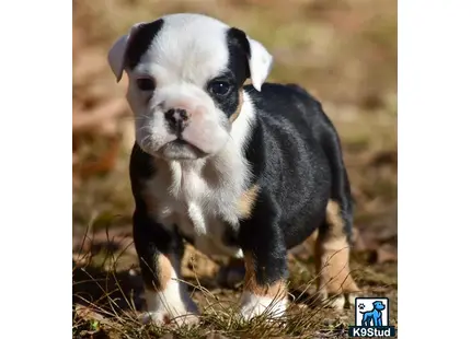 English Bulldog