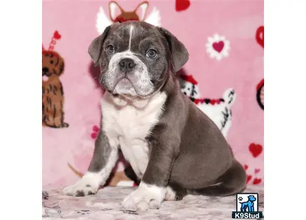 a english bulldog dog sitting on a carpet