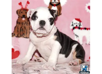 a english bulldog dog sitting on a bed