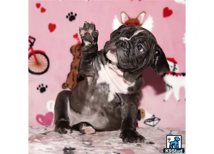 a english bulldog dog wearing a garment