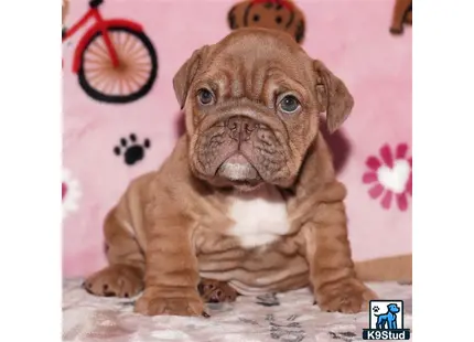 a english bulldog dog sitting on a table
