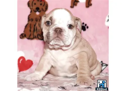 a english bulldog dog sitting on the ground