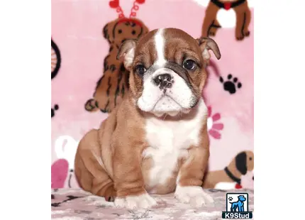 a english bulldog dog sitting on the floor