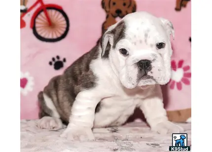 a english bulldog dog sitting on the floor