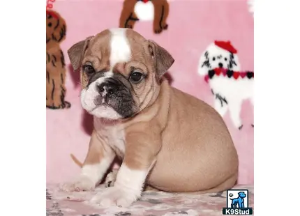 a english bulldog dog sitting on the floor