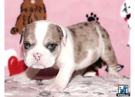 a english bulldog puppy with a cat head