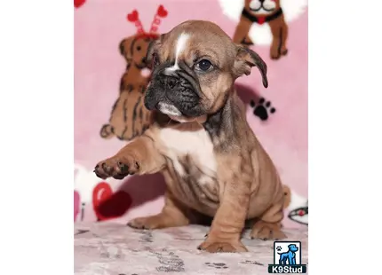 a english bulldog dog with a stuffed animal