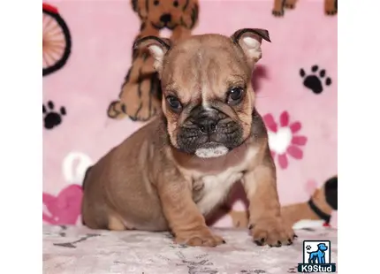 a english bulldog dog sitting on a bed