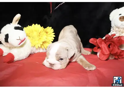 a english bulldog dog lying on a red surface with flowers on it