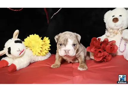 a english bulldog dog with flowers on its head