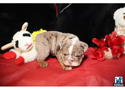 a lion lying on a red surface with flowers on it