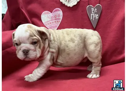 a english bulldog dog wearing a party hat