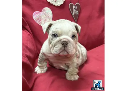 a english bulldog dog with a hat
