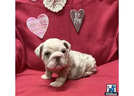 a english bulldog dog with a heart on its head