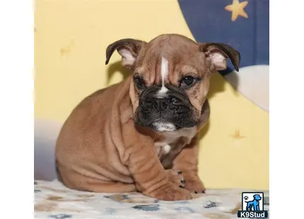 a english bulldog dog sitting on a bed