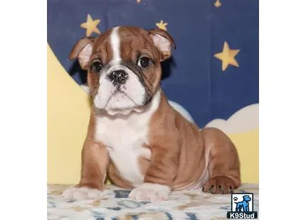a english bulldog dog sitting on a bed