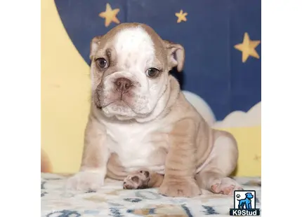 a english bulldog puppy sitting in front of a flag