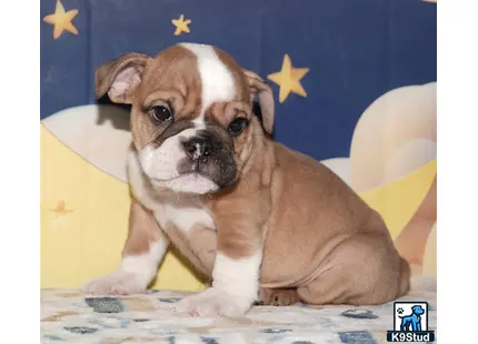 a english bulldog dog sitting on a bed