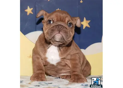 a english bulldog dog wearing a hat
