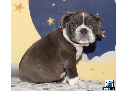 Error: Operation returned an invalid status code 429<br/>Stack Trace:    at Microsoft.Azure.CognitiveServices.Vision.ComputerVision.ComputerVisionClient.<DescribeImageInStreamWithHttpMessagesAsync>d__41.MoveNext()
--- End of stack trace from previous location where exception was thrown ---
   at System.Runtime.ExceptionServices.ExceptionDispatchInfo.Throw()
   at System.Runtime.CompilerServices.TaskAwaiter.HandleNonSuccessAndDebugger