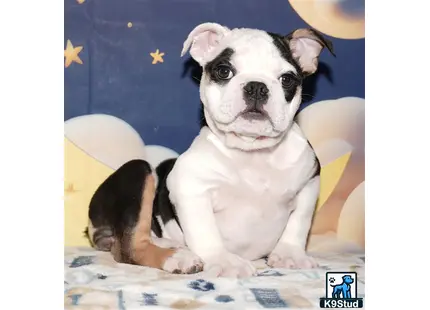 Error: Operation returned an invalid status code 429<br/>Stack Trace:    at Microsoft.Azure.CognitiveServices.Vision.ComputerVision.ComputerVisionClient.<DescribeImageInStreamWithHttpMessagesAsync>d__41.MoveNext()
--- End of stack trace from previous location where exception was thrown ---
   at System.Runtime.ExceptionServices.ExceptionDispatchInfo.Throw()
   at System.Runtime.CompilerServices.TaskAwaiter.HandleNonSuccessAndDebugger