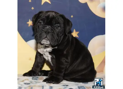 Error: Operation returned an invalid status code 429<br/>Stack Trace:    at Microsoft.Azure.CognitiveServices.Vision.ComputerVision.ComputerVisionClient.<DescribeImageInStreamWithHttpMessagesAsync>d__41.MoveNext()
--- End of stack trace from previous location where exception was thrown ---
   at System.Runtime.ExceptionServices.ExceptionDispatchInfo.Throw()
   at System.Runtime.CompilerServices.TaskAwaiter.HandleNonSuccessAndDebugger