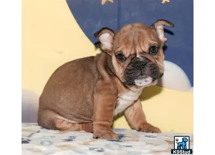 a small brown english bulldog dog