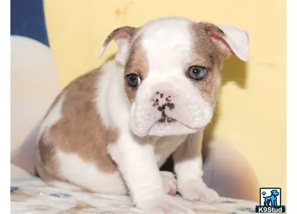 a small english bulldog dog with a human face