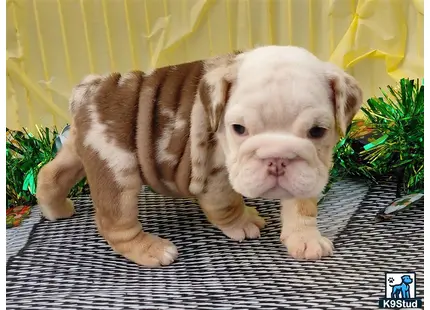 a english bulldog puppy standing on a mat