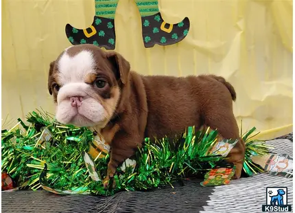 a english bulldog dog sitting in a basket with plants and a hat on top of it