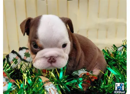 a english bulldog dog lying in a pile of plants