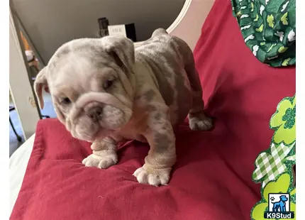 a english bulldog puppy on a bed