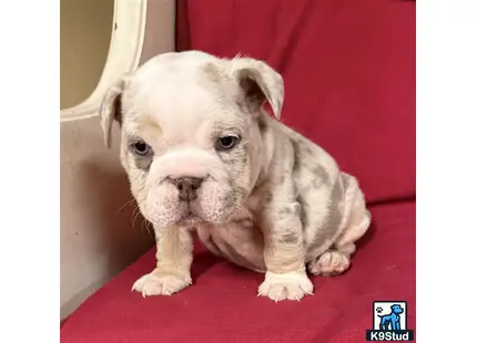 a english bulldog puppy sitting on a red surface