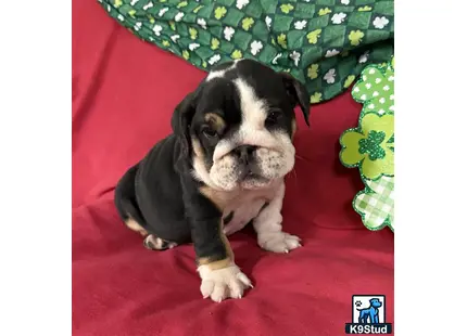 a english bulldog dog sitting on a red surface