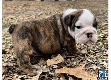 a english bulldog puppy lying on leaves