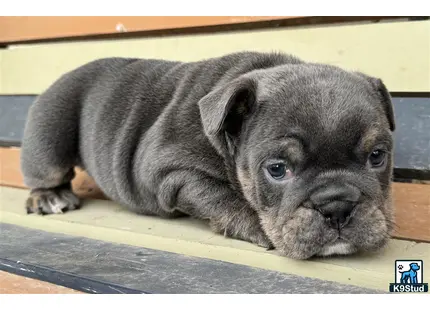 a english bulldog puppy lying on a wood surface