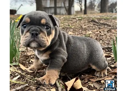 a english bulldog puppy sitting on the ground
